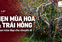 [ĐÀ LẠT] Đà Lạt mùa nào đẹp? Hẹn chuyến đi theo mùa hoa và trái hồng