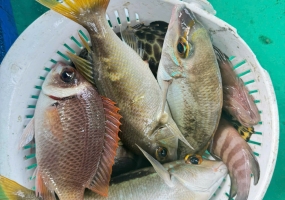 Phú Quốc