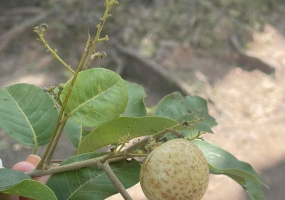 Phú Quốc