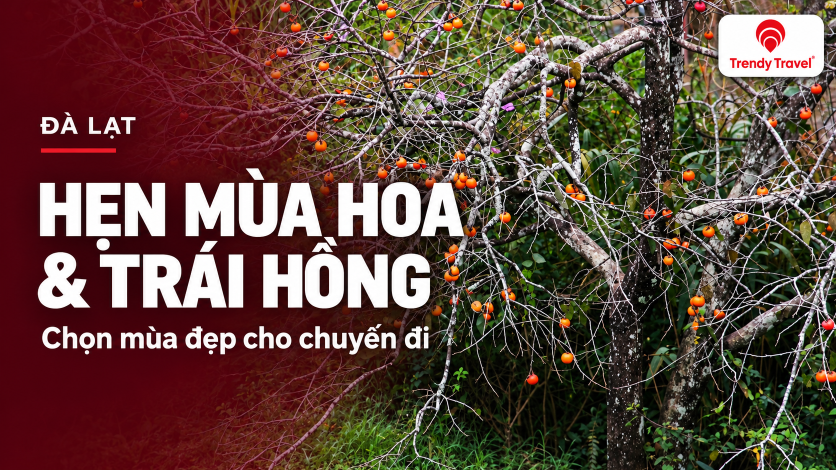 [ĐÀ LẠT] Đà Lạt mùa nào đẹp? Hẹn chuyến đi theo mùa hoa và trái hồng