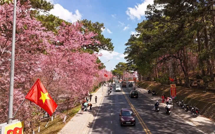 Mùa mai anh đào và nhịp sống xuân trên cao nguyên Đà Lạt