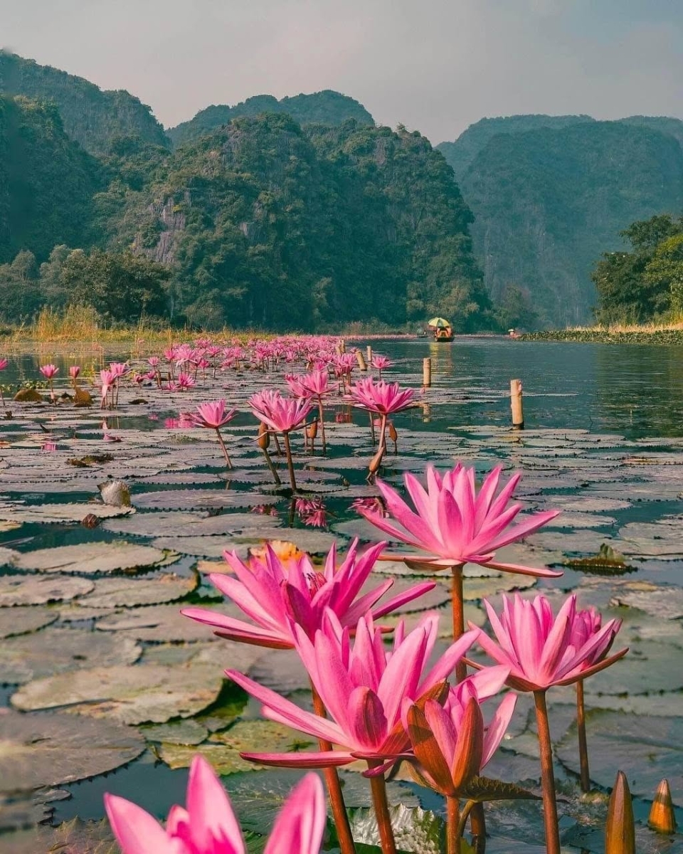 Dành buổi sáng cho hành trình ngắm hoa.
