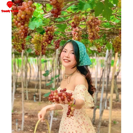 TOUR ĐỒNG CỪU – HANG RÁI – VƯỜN NHO – VĨNH HY 